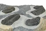 Cluster Of Large, Black Shelled Calymene Trilobites - Morocco #240923-9